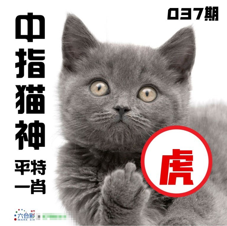 037期中指猫神[图]